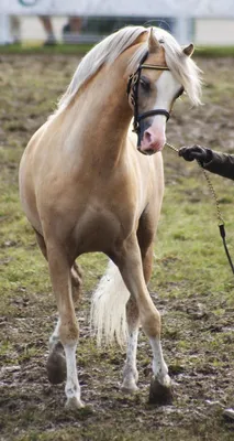Очень красивые лошади - красивые фото