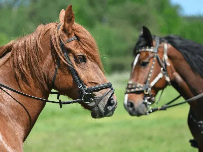 ТОП-30 самых красивых лошадей в мире | My horse story | Дзен