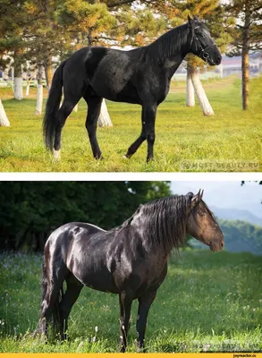 Самые красивые с лошадьми картинки