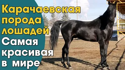 Ахал-Теке: одна из самых красивых лошадей в мире