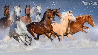 Про100 красивые ЛОШАДИ (группа в Одноклассниках) | White horses, Horses,  Beautiful horses