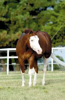 Самые красивые и невероятные лошади в мире #1 - 