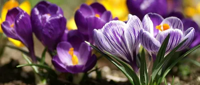 Первый день весны 1 марта - лучшие поздравления, картинки, видео | Стайлер