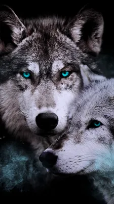 Обои на телефон волк 1080×1920, скачать картинки волки | Zamanilka | Fotos  de lobo, Fotos lobos, Arte de lobos