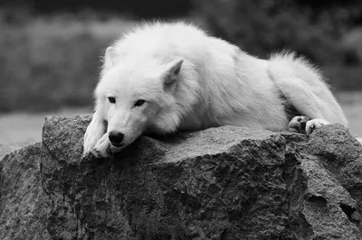 🐶Самые красивые волки в мире. подарят нам в эту среду отличное настроение.  | Жанна Аттар | Дзен