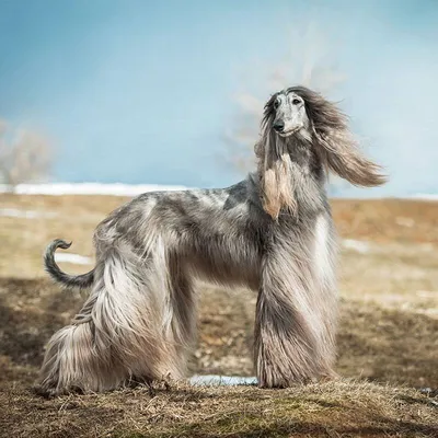 Лучшие породы крупных собак: названия, фото, описание, отзывы кинологов