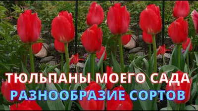 Символ весны и любви: король цветущего сада – тюльпан