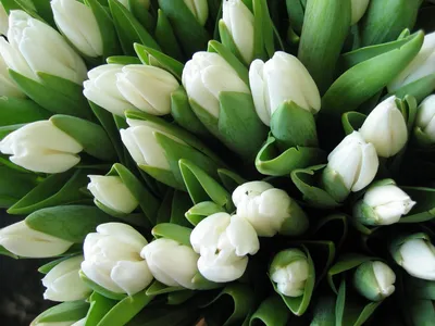 Тюльпан (Tulipa) - «Хочу поделиться с вами этой красотой! 🌷🌷🌷 Впустите  весну в свою душу! Расскажу, где выгоднее всего покупать цветы к 8 марта.»  | отзывы