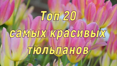 Весна в Кобрине: тюльпаны, розы и мимоза созданы, чтобы радовать прекрасных  половинок (фото)