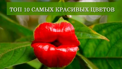 Самые красивые голубые и бирюзовые, …» — создано в Шедевруме