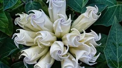 Самые необыкновенные и красивые цветы, которые только есть на свете -  YouTube
