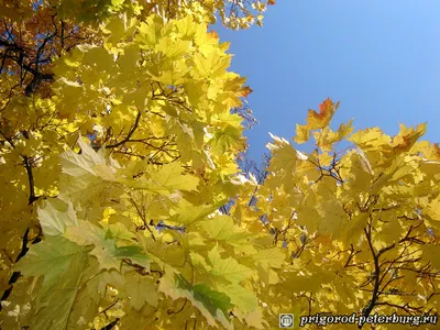 Золотая осень. Где она самая красивая.