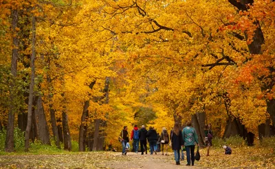 Золотая осень в Туле: 130 красивых фотографий - 