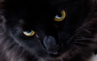 Wallpaper cat, eyes, look, black cat images for desktop, section кошки -  download