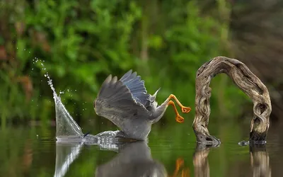 15 фото дикой природы, которые заставят вас улыбнуться: лучшие работы  Comedy Wildlife Photo Awards 2023 | Apple Spb Event | Дзен