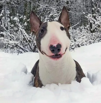 Pin by Terri Cournoyer on bull terriers | Bull terrier, Mini bull terriers,  Bull terrier funny