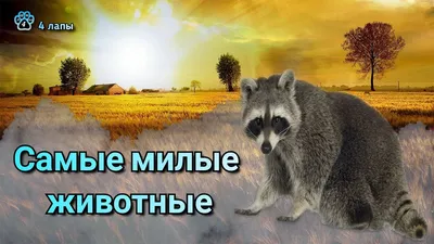 Самые милые животные мира - 