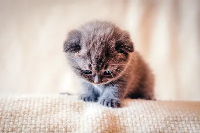 Самые милые котики в мире | "КИНОЗАЛ" | Дзен