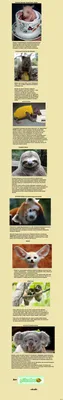 Самые милые маленькие собаки (63 фото) - картинки 