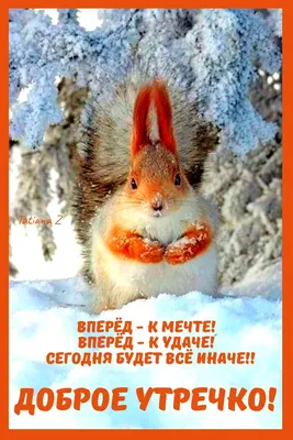 Пин от пользователя Татьяна Зайцева на доске Доброе утро | Доброе утро,  Веселые картинки, Самые милые животные