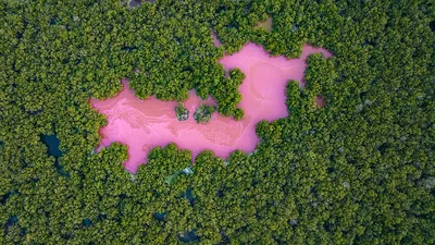 Посмотрите на самые красивые фотографии мангровых лесов. Они завораживают |  РБК Life