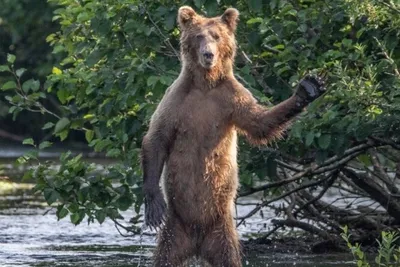 Самые смешные фото животных мира: прикольная подборка с конкурса Comedy  Wildlife Photo Awards