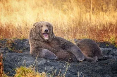 Самые смешные фотографии животных Comedy Wildlife Photography Awards 2022 |  Пикабу