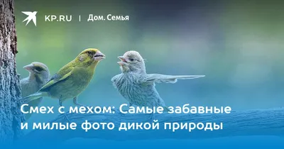 Смех с мехом: Самые забавные и милые фото дикой природы - 