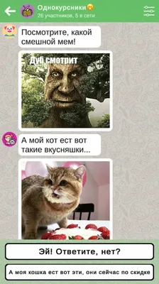 😄😄😄самые смешные и озорные коты 🐈 Подписывайся 👉 @insta_pussies ⠀  Ставь уведомления о новых постах🔔 ⠀ #кот #коты #котики #кошка #прикол… |  Instagram