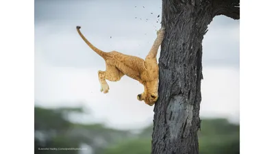 Самые смешные фотографии животных Comedy Wildlife Photography Awards 2022 |  Пикабу