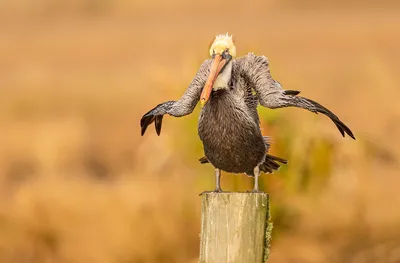 ФОТОФАКТ: Самые смешные фото диких животных выбрали на премии Comedy  Wildlife Photo Awards 2021