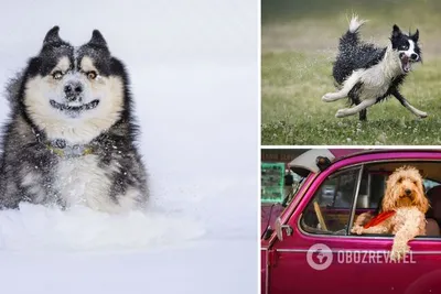 Самые смешные фотографии животных Comedy Wildlife Photography Awards 2022 |  Пикабу