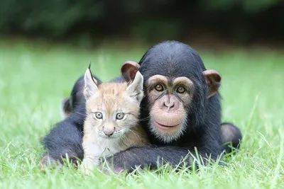 Самые смешные животные в дикой природе — финалисты фотоконкурса Comedy  Wildlife Photography Awards — 2023 - Лента новостей Запорожья