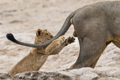 Самые смешные фотографии животных Comedy Wildlife Photography Awards 2022 |  Пикабу