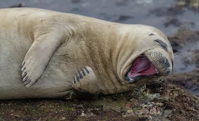 Comedy Wildlife Photography Awards 2021: смешные животные