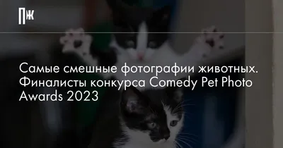 СМЕШНЫЕ ЖИВОТНЫЕ ❗🐱 ПРИКОЛЫ С КОТАМИ, СОБАКАМИ, ПОПУГАЯМИ И ДРУГИМИ  ЖИВОТНЫМИ - YouTube