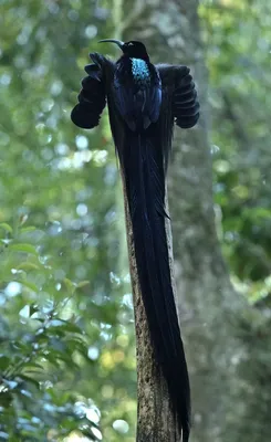 Pin by Mboonyong on BIRDS OF PARADISE | Weird birds, Nature birds, Rare  birds