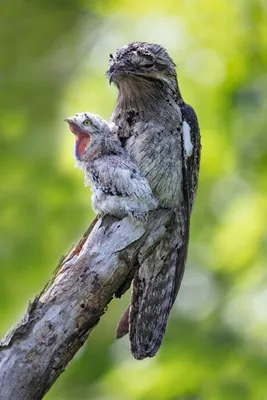 bird / смешные картинки и другие приколы: комиксы, гиф анимация, видео,  лучший интеллектуальный юмор.