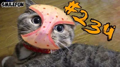Лучшие мемы про котов со всего Интернета | MAXIM