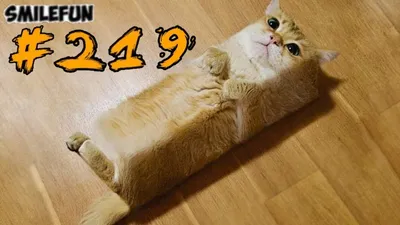 КОШКИ 2021 Смешные коты приколы с котами до слез – Смешные кошки – Funny  Cats | SmileFun | Дзен