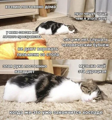 Смешные коты (60 фото)