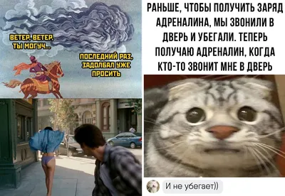 😄😄😄самые смешные и озорные коты 🐈 Подписывайся 👉 @insta_pussies ⠀  Ставь уведомления о новых постах 🔔 ⠀ #кот #коты #котики #кошка #прикол… |  Instagram