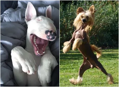 Самые смешные породы собак: от лысеющих до косолапых - 