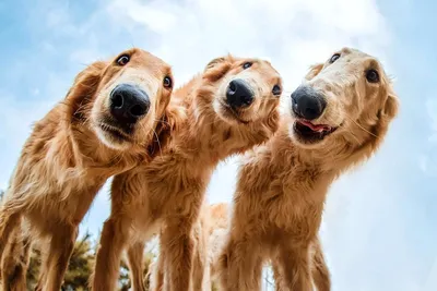 ТОП-10 самых смешных собак в мире