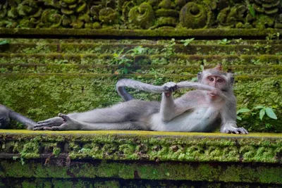 Comedy Wildlife Photography Awards 2021: смешные животные