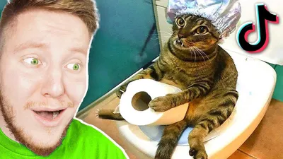 Приколы с котами! Смешные коты с ОЗВУЧКОЙ! СМЕШНЫЕ ЖИВОТНЫЕ 2022! Ржака до  слез – Доми шоу - YouTube