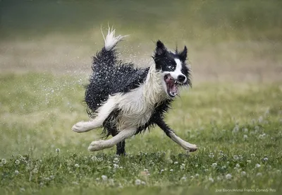 Comedy Wildlife Photography Awards: самые смешные животные 2021 года –  