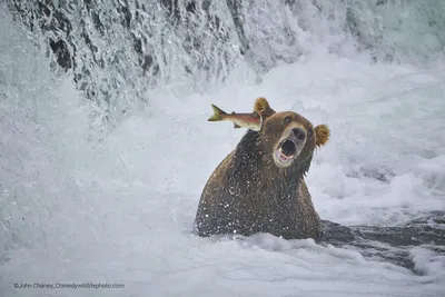 Опубликованы фото победителей конкурса Comedy Wildlife Photography Awards  2022 | РБК Life