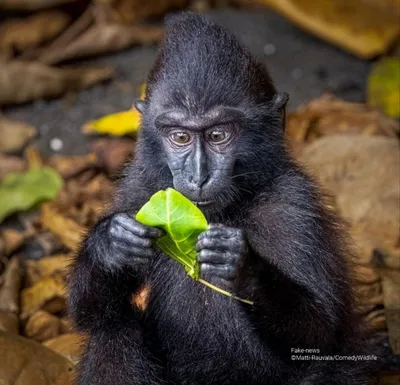 Самые смешные фото животных мира: прикольная подборка с конкурса Comedy  Wildlife Photo Awards