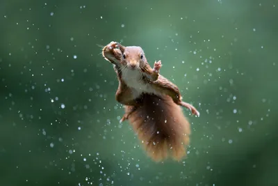 Опубликованы фото победителей конкурса Comedy Wildlife Photography Awards  2022 | РБК Life